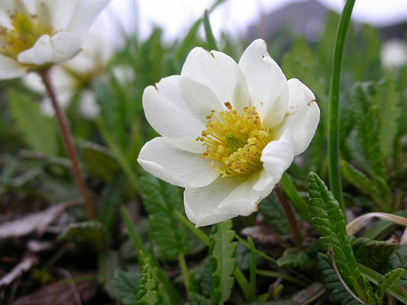 Dryas octopetala / Camedrio alpino